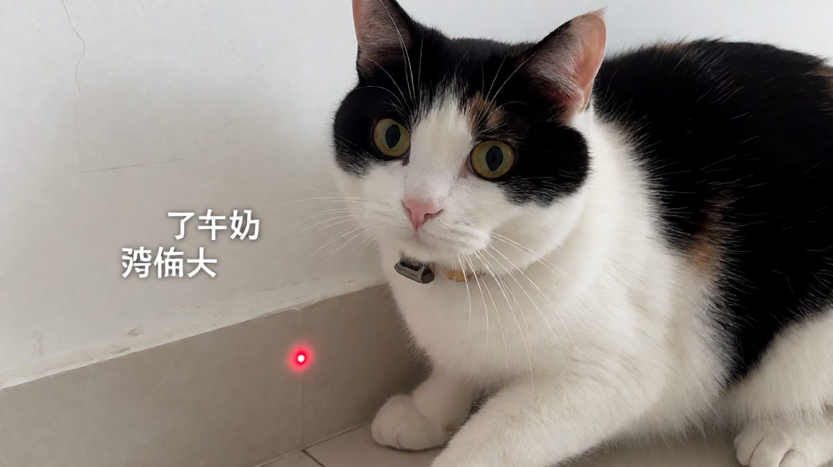 猫：这红点一定是用了隐身术！我明明看到它躲墙的！