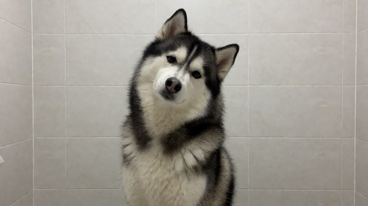 狼：这才是我的真实颜值，镜中人：你说啥？