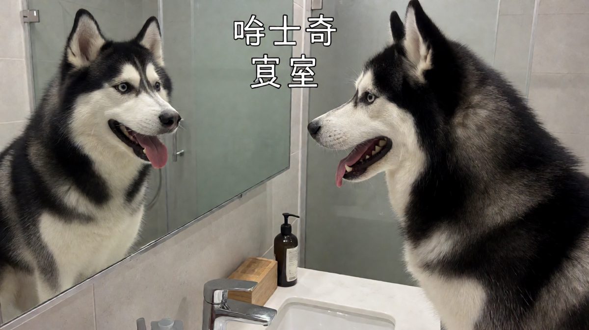 汪！你是谁！……等等，你怎么和我长得一样！