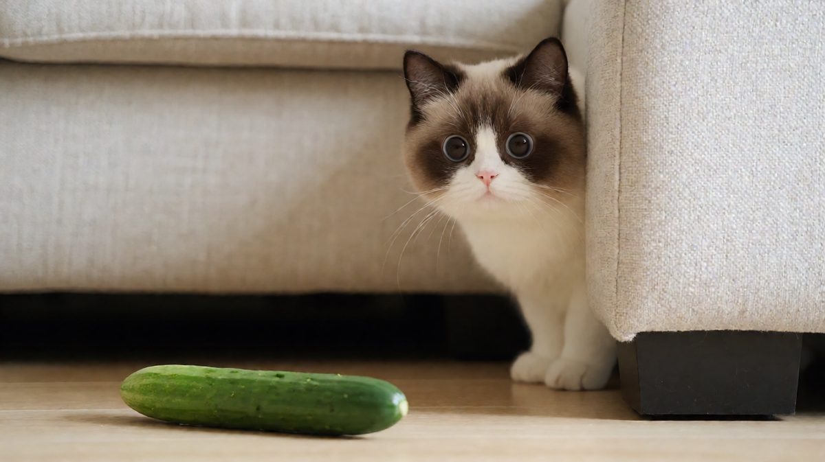 猫咪：何方妖孽竟敢挡我猫生大道！