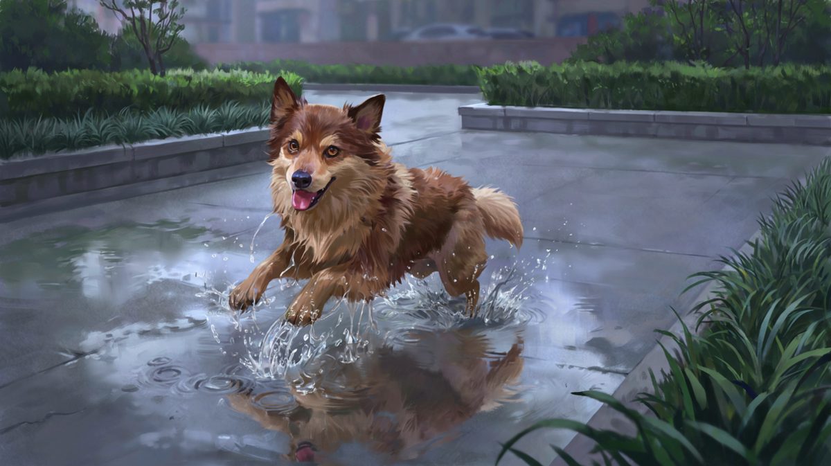 狗：下雨是天送的快乐，我不允许你不同意！