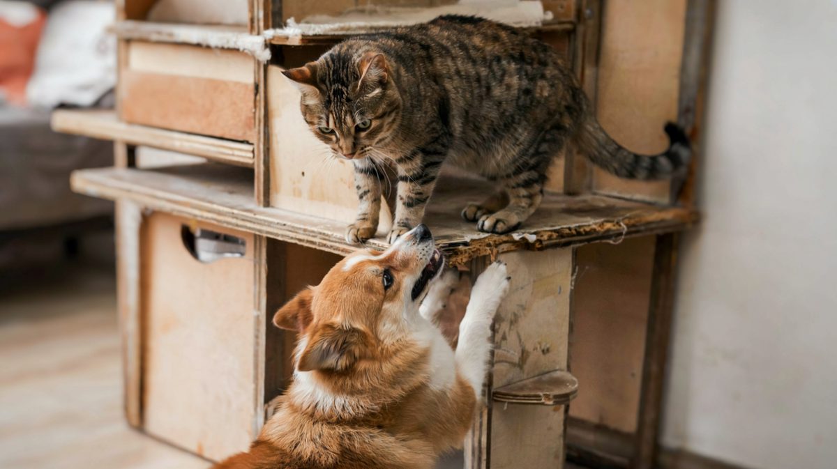 猫咪：就凭你？本宫还看不上呢！